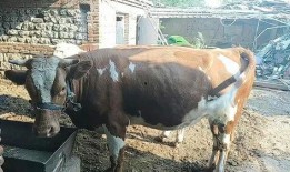 配牛视频在线观看